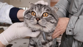 Любопытный саратовский кот поймал себя на рыболовный крючок