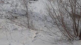 Подросток не справился с "Приорой". Его пассажир в больнице