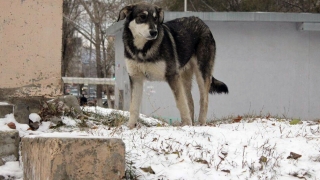 Под Энгельсом бродячая собака укусила за лицо семилетнюю девочку