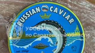 УФСБ пресекло канал контрабанды черной икры в Саратов. Приговор