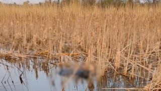 Под Энгельсом спасатели извлекли из реки тело неизвестного