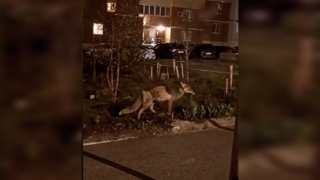 В Солнечном лиса носила крысу по детской площадке. Видео