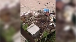 Жители Заводского района целый месяц ждут уборки мусора во дворе