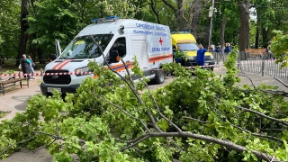 В саратовском парке на людей упало дерево. Два человека погибли, двое госпитализированы