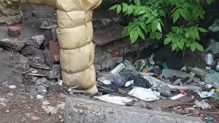 В Саратове "дом с роллами" облюбовали полчища крыс