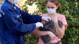 В Саратовской области остаются шесть очагов бешенства. В трех карантин снят