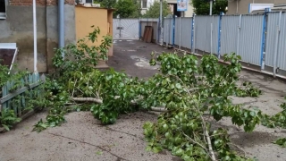 "Под угрозой жизни". Жители Саратова обеспокоены падением деревьев в центре города