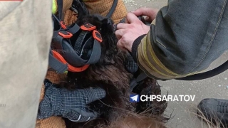 На пожаре в саратовской десятиэтажке пострадали хозяин квартиры и кот