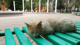 Саратовцам опять обещают дождичек в четверг