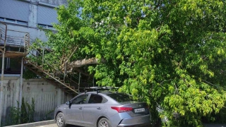 В районе новой набережной Саратова дерево упало на автомобили