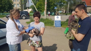 В Саратове и Энгельсе ветеринары бесплатно привили 700 собак и кошек