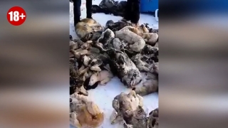 Трупы собак на мусорке. Суд вынес решение по делу директора приюта для животных