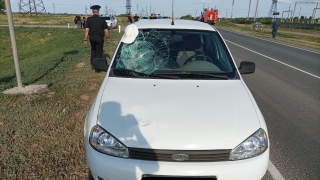 На саратовской трассе "Калина" сбила 14-летнего подростка