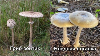 Саратовцы перепутали "зонтики" и бледные поганки. Их чудом спасли врачи