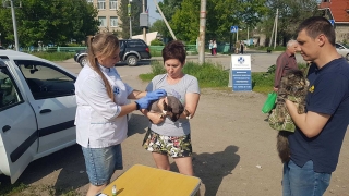 В Саратове собак и кошек бесплатно вакцинируют против бешенства. Адреса
