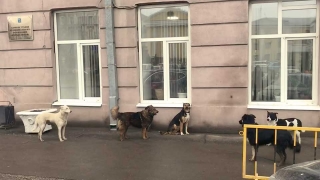 За укус бродячей собаки мэрия заплатит девочке лишь 10 тысяч рублей