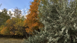 Саратовцев ждет теплая октябрьская среда