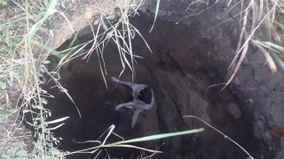 Саратовские спасатели помогли двум собакам выбраться из колодца
