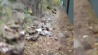 "Дорога к знаниям" для школьников Саратова превратилась в мусорную тропу