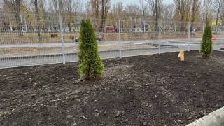 Частная клиника высадила в Саратове "деревья жизни"