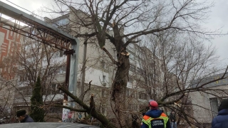 В Энгельсе на женщину рухнула крупная ветка дерева