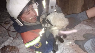 Доставать козленка из трехметрового колодца пришлось спасателям