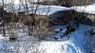В Саратове огромная стая бездомных собак держит в страхе граждан
