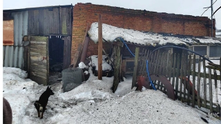 Ночью в горевшем сарае задохнулись корова, бычок и свинья