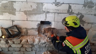 Спасатели сломали стену дома для спасения щенка