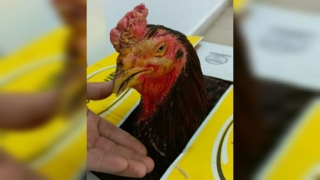 В Саратовскую область не пустили бойцовых петухов из Узбекистана