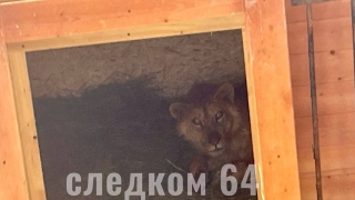 В Саратове лев напал на 14-летнюю девочку