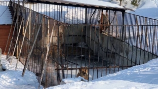 Укушенную львом саратовскую восьмиклассницу прививают от бешенства