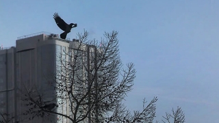 Саратовцев ждет теплый день с южным ветром