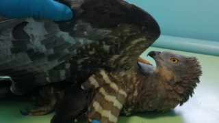 Спасенного под Саратовом краснокнижного хищника отправили во Владимирскую область