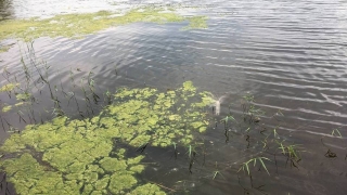 Родственники достали из воды Елани тело 63-летнего мужчины