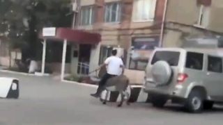 Гражданин пытался припарковать упрямого осла у саратовского отдела полиции