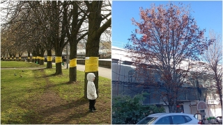 Два подхода к сохранению деревьев: в Калининграде - феромоны, в Саратове - топор