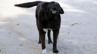 В Заводском районе собака покусала девочку