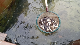 Саратовский речпорт выпустил в Волгу около 30 тысяч мальков сазана