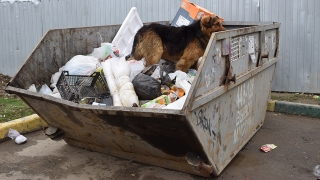 У контейнерной площадки на Лунной стая собак едва не растерзала женщину