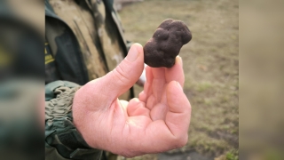 В лесах Саратовской области нашли самые дорогие грибы в мире