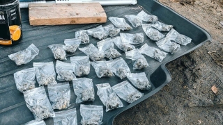 Волгоградец с крупной партией марихуаны попался саратовским полицейским