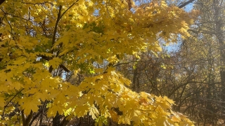 Саратовцам обещают теплую пятницу