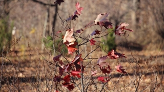 Саратовцам обещают прохладное воскресенье с дождем