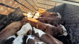 В Саратовской области задержали 16 бычков-"нелегалов"