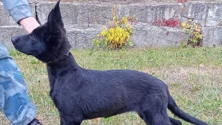 Саратовские Урал, Урика и Ума уехали служить в ДНР