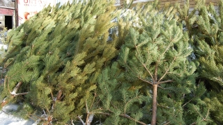 В Саратове определились с адресами елочных базаров