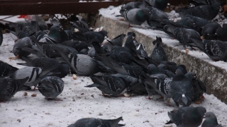 Саратовцам обещают пасмурный четверг с осадками