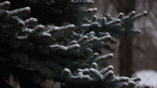 Саратовцам обещают ненастную пятницу