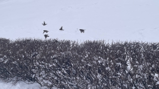 В последний день года в Саратове должно подморозить